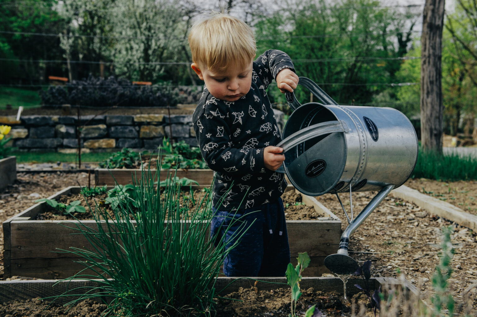 3 Jähriger Junge gießt eigenständig ein kleines angebautes Beet im Garten