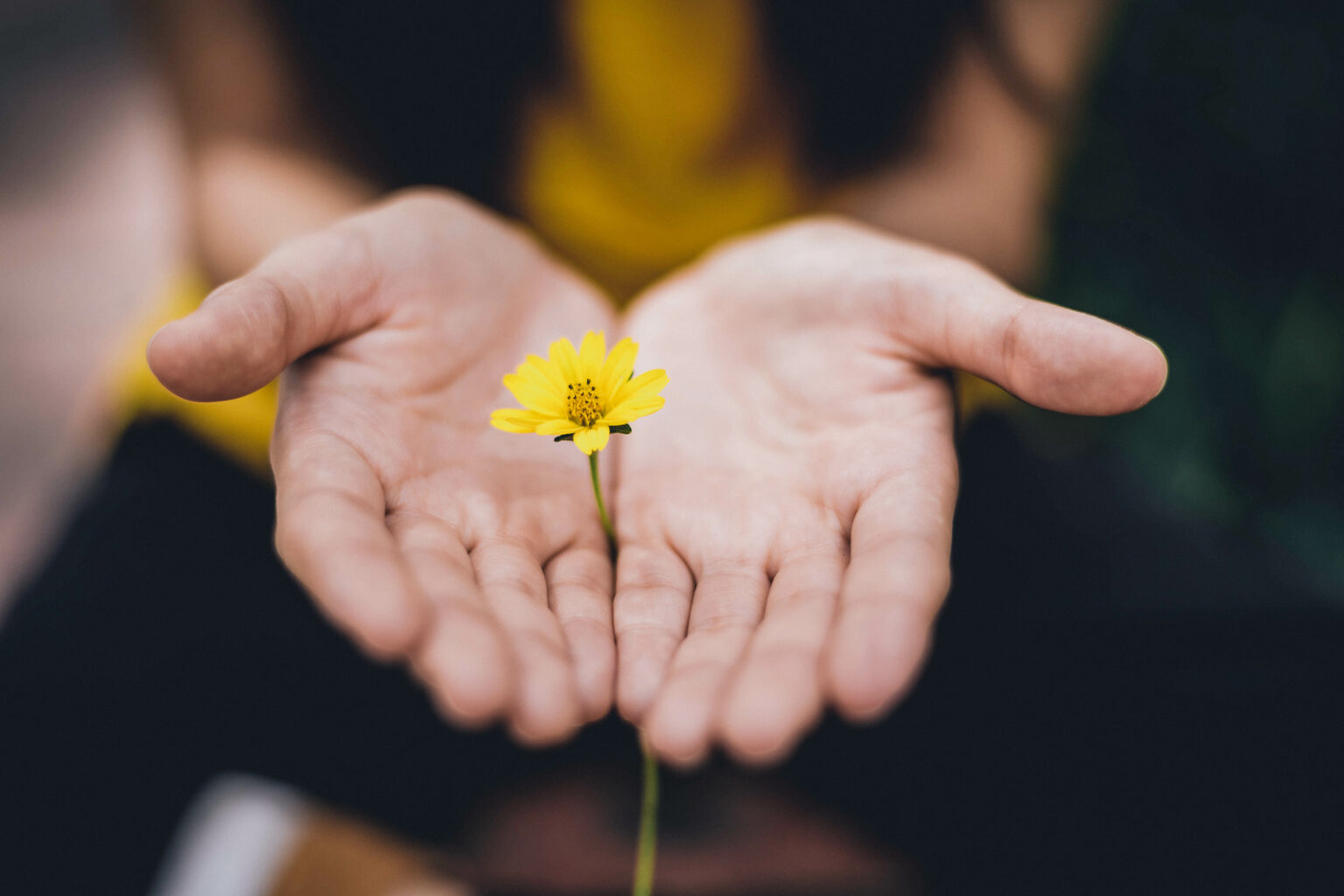 Zwei Hände, die eine gelbe Blume halten.